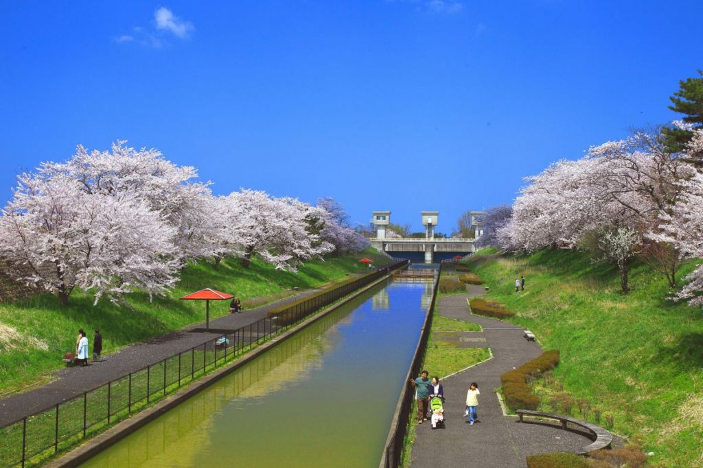 新潟・鷲ノ木大通川の両岸にある桜遊歩道公園